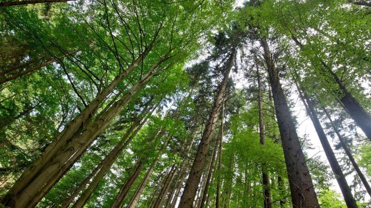 Kronach: Waldbesitzer lehnen Nationalpark Frankenwald ab