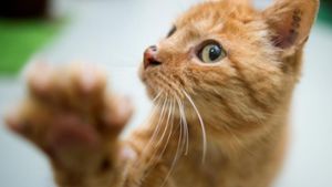 Wilhelmsthal: Unbekannter schießt auf Katze