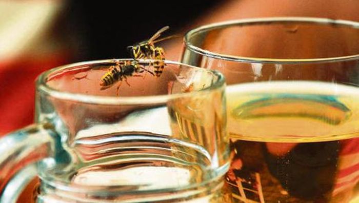 Kronacher AOK warnt vor hungrigen Wespen