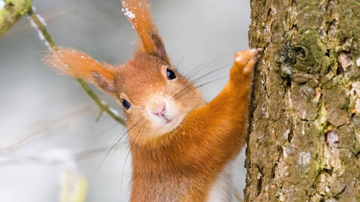 Hannover: Eichhörnchen löst Stromschlag aus –   Bahnstrecke gesperrt