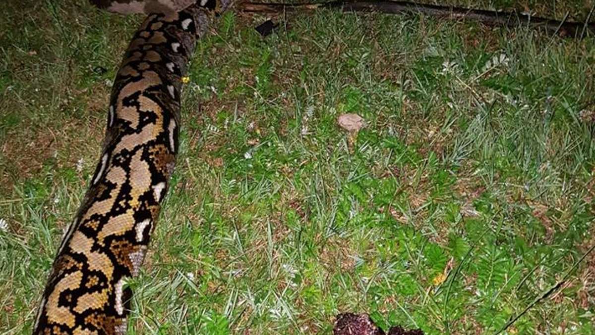Triebsdorf/Coburg: Landesamt untersucht tote Riesenschlange