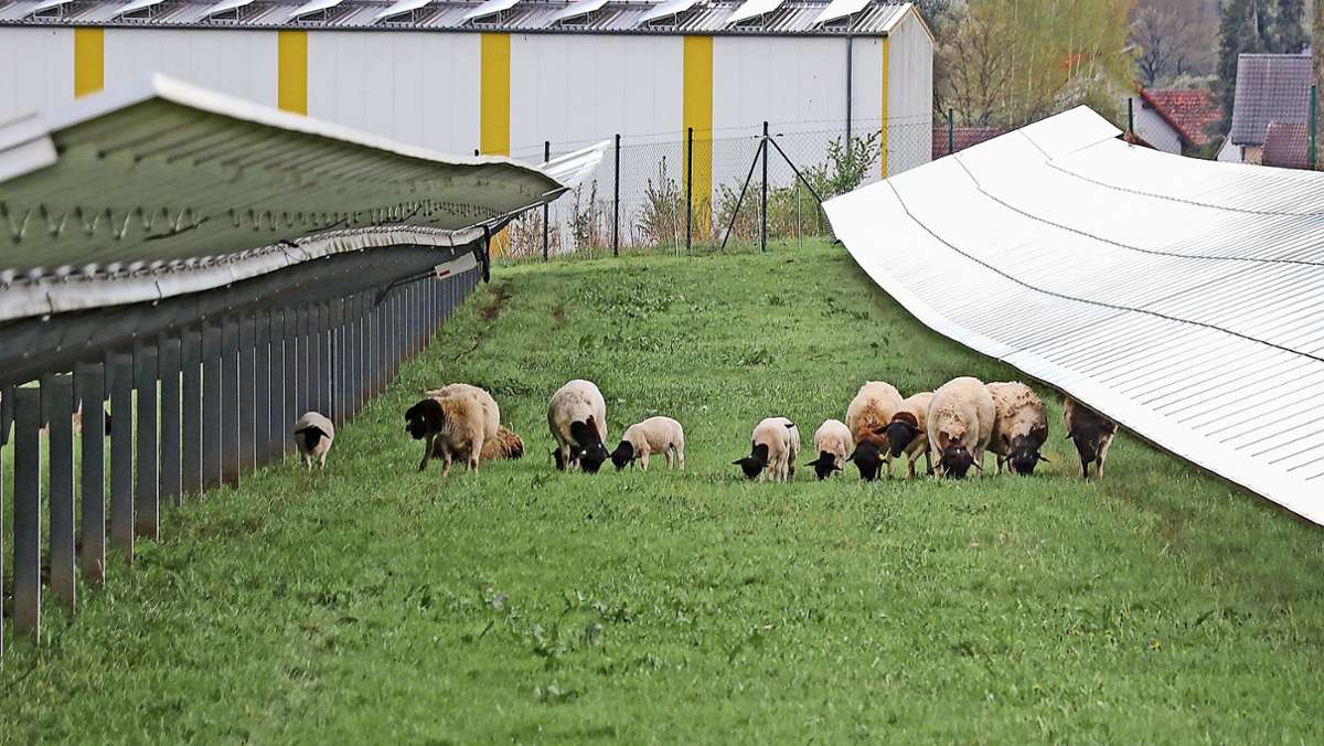 Schafe am Solarpark: Trügerische Küpser Idylle?