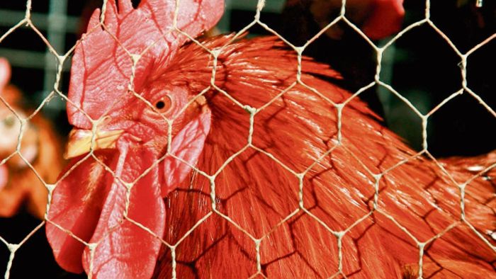 Vogelgrippe: Raum Kronach unter Beobachtung