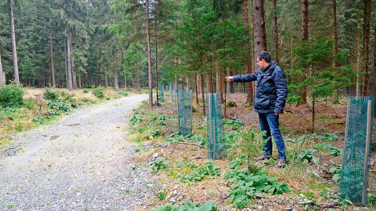 Kronach: Ein Wald, der fit für die Zukunft ist