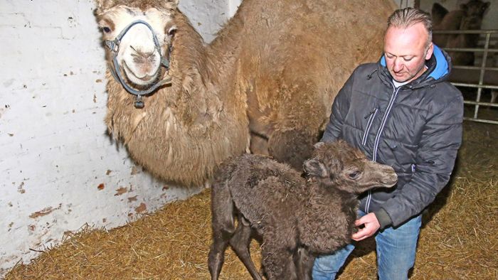 Baby-Kamel in Dörfles: Und wieder Nachwuchs im Circus Henry