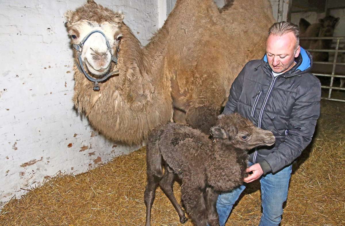 Die fünfjährige Kamel-Mutter Mulan hat am Mittwoch ein junges Stutenfohlen auf die Welt gebracht. Juniorchef Georg Werner Frank freut sich über den Nachwuchs.