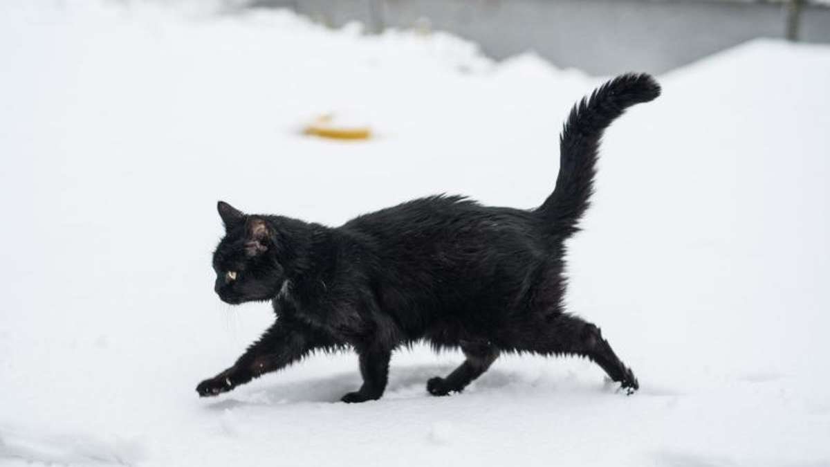 Michelau in Oberfranken: Michelau: Katze tappt in Falle