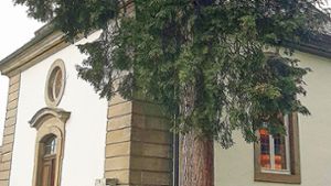 Friedhof in Ebern: Thuja-Baum darf stehen bleiben