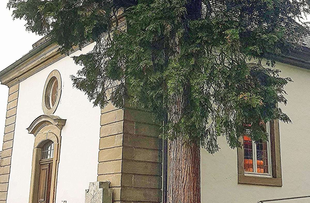 Dieser mächtige Thuja-Baum an der Friedhofskapelle in Rotenhan kann weiter stehen, auch wenn er für verstopfte Dachrinnen und eventuell durch sein Wurzelwerk für Probleme des Gemäuers sorgen könnte. Foto: Helmut Will