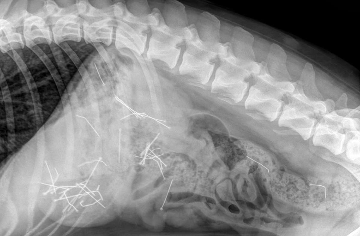 Deutlich zeigt das Röntgenbild die Nadeln im Verdauungstrakt des Hundes. Foto: Tierarztpraxis Dr. Beck