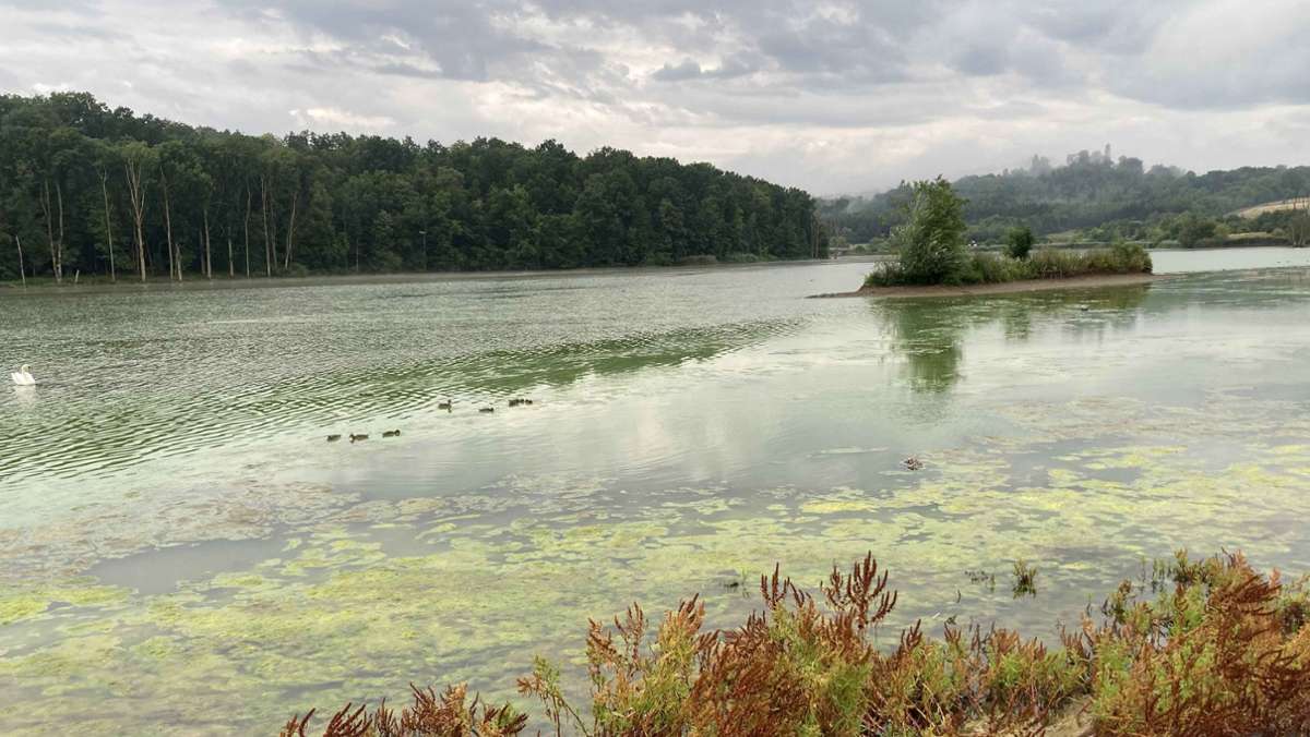 Vogelgrippe am Goldbergsee: Ist  vielleicht das Wasser Schuld?