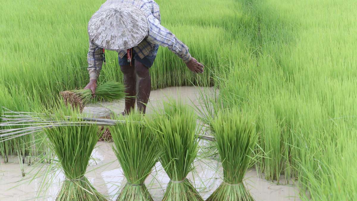 Globale Folgen der Klimawandels: Klima-Krise bedroht die Welternährung
