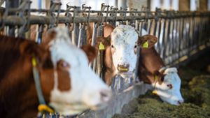 Urteil gegen Landwirt: Rinder starben unter Schmerzen
