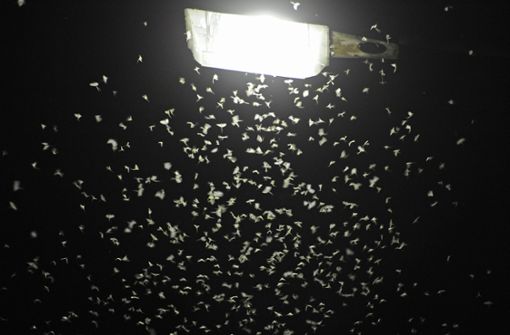 Künstliches Licht zieht Insekten an wie ein Staubsauger. Milliarden verenden. Foto: picture alliance/dpa/Armin Weigel