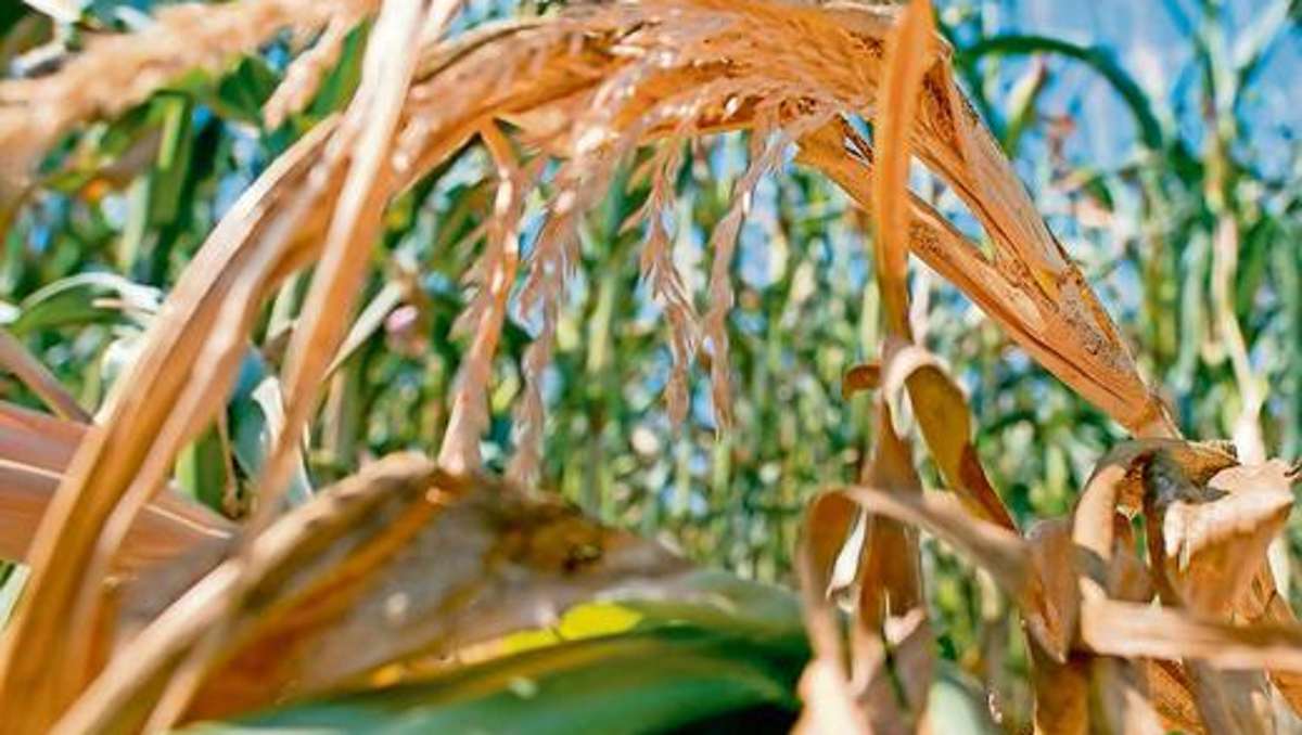 Länderspiegel: Heißer Sommer macht Bauern Probleme