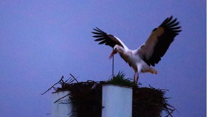 Frühlingssignale im Coburger Land: Weiterleitung - Der erste Storch aus dem Süden ist zurück