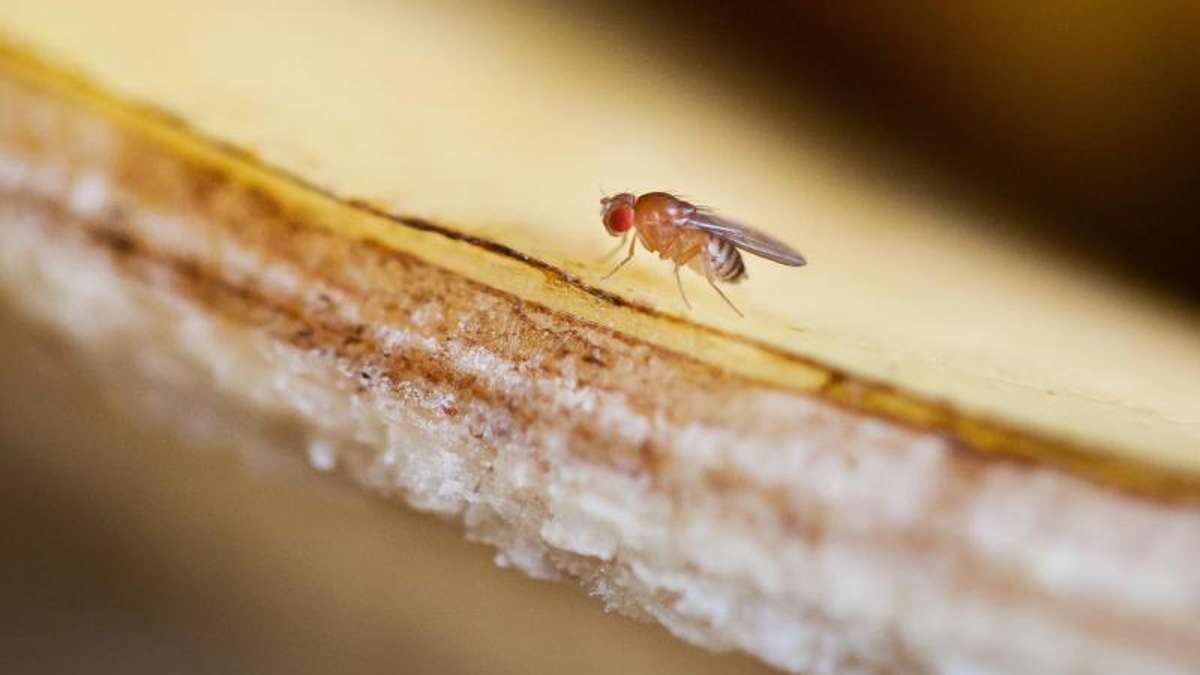 Ausbreitung der Schädlinge: Erneut Fruchtfliegen-Alarm in Neuseeland