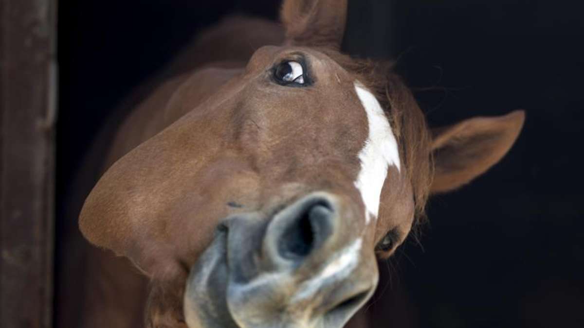 Oberfranken: Unbekannter rasiert Buchstaben in Pferd