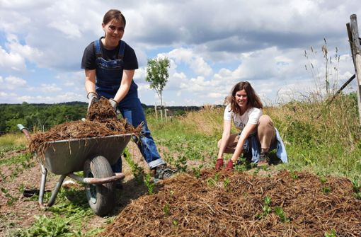 Leo Prellwitz (links) und Stefanie May verteilen Grassilage als Mulch um die Selleriepflanzen. Foto: Neue Presse/Christiane Schult