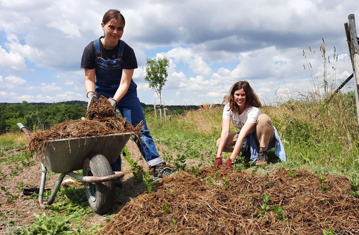 Leo Prellwitz (links) und Stefanie May verteilen Grassilage als Mulch um die Selleriepflanzen. Foto: Neue Presse/Christiane Schult