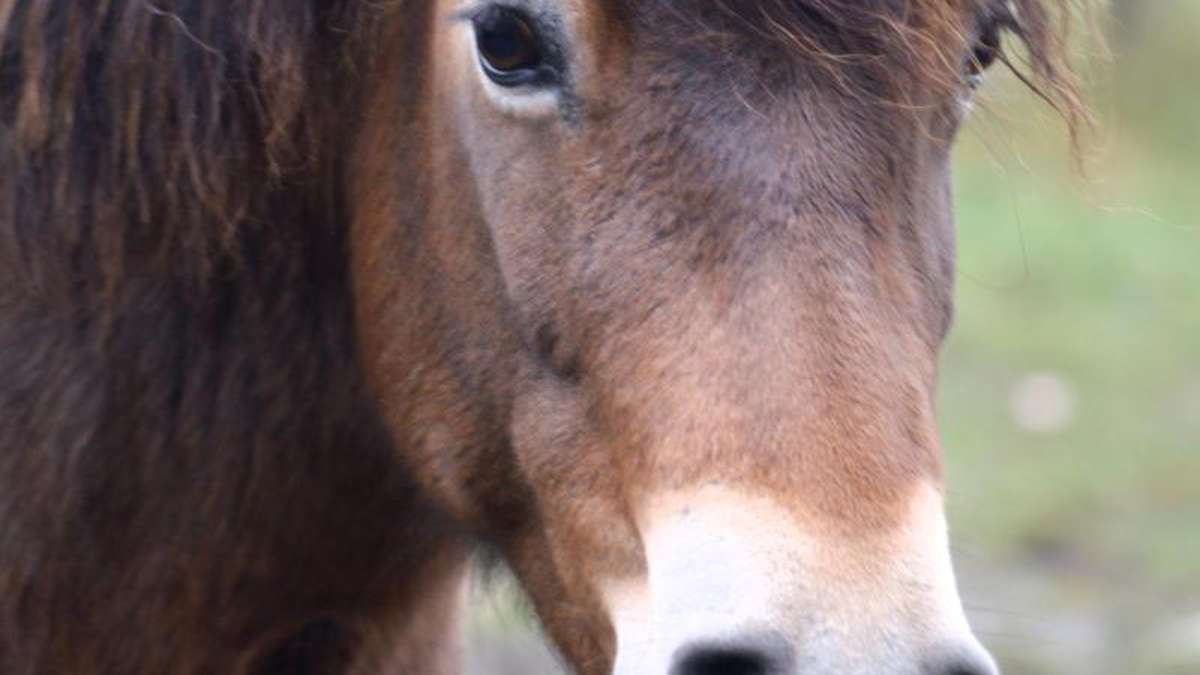 Nachbar-Regionen: Tierquäler schlitzt Pony den Hals auf