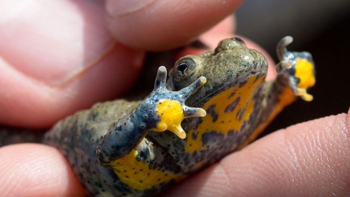 Experten tagen zu Amphibien- und Reptilienschutz