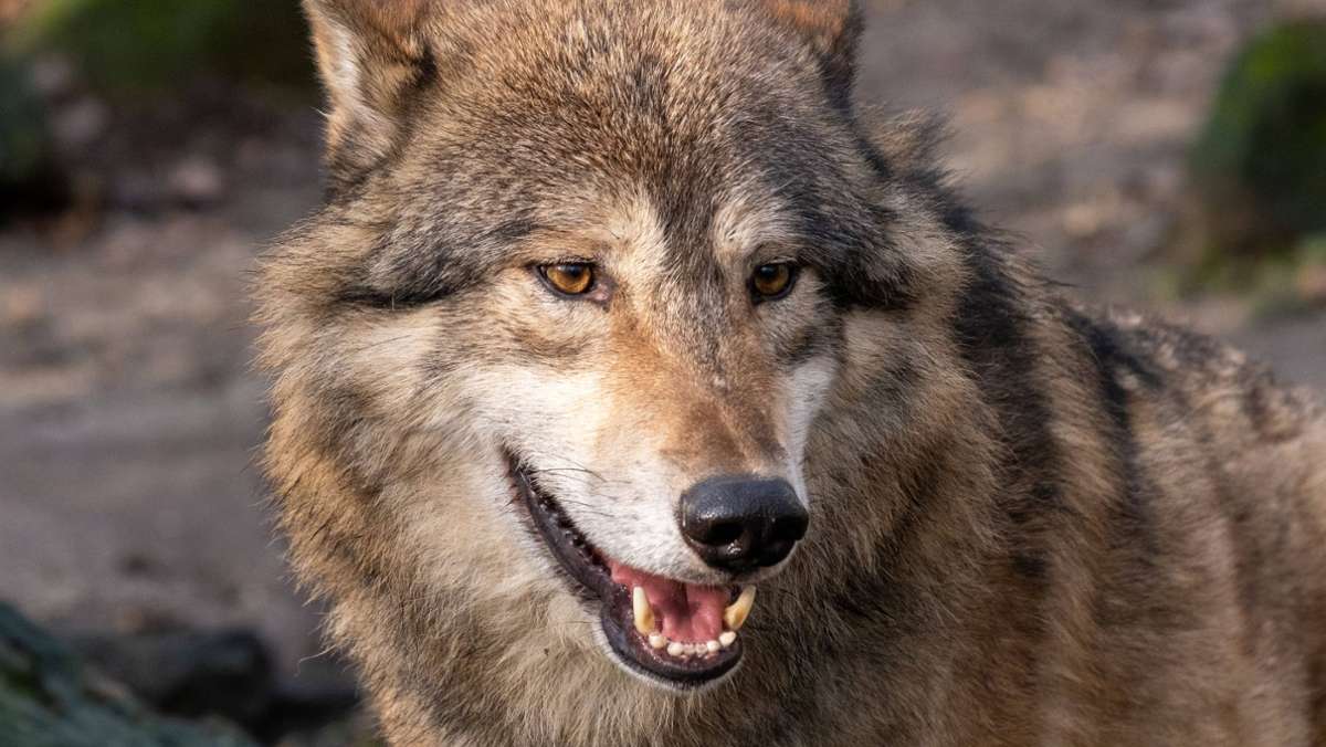 Standpunkt: Der Wolf, ein fast heiliges Geschöpf
