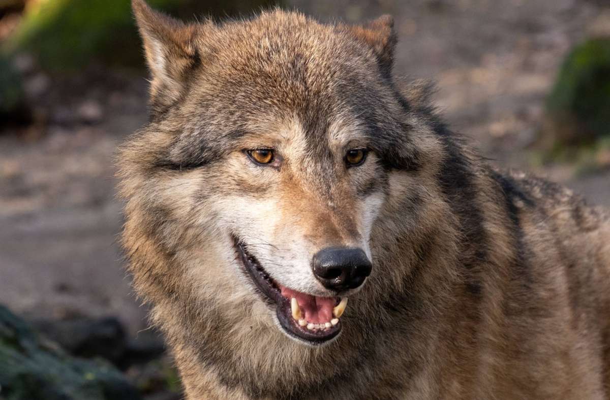 Der Wolf kehrt in alte Lebensräume zurück.  Foto: www.imago-images.de