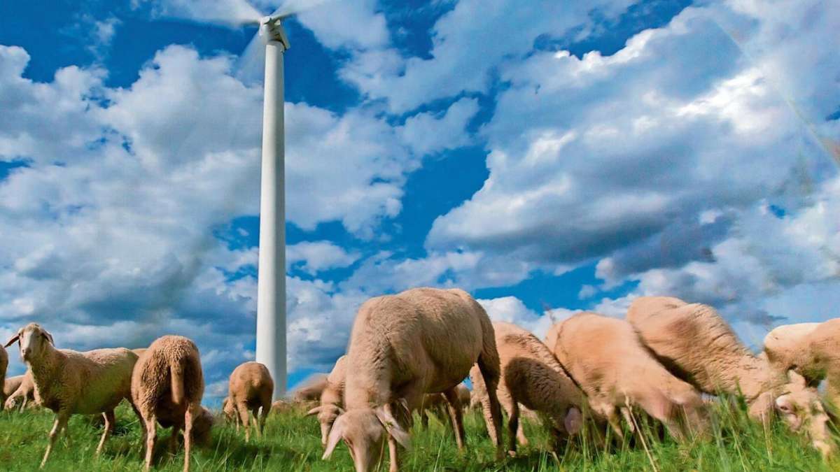 Coburg: Schafe und Ziegen als Landschaftspfleger