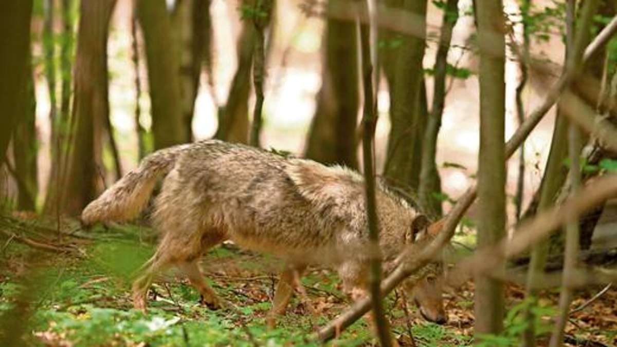 Aus der Region: Thüringer Wolfsprojekt für Umweltpreis nominiert