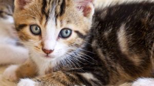 Zehn junge Katzen in Coburg gerettet