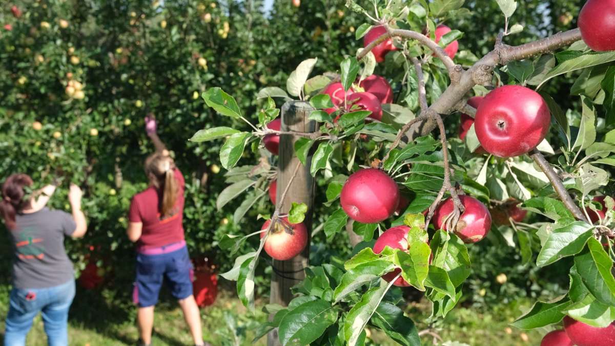 Apfelernte in Coburg: Das Jahr der Minifrüchte