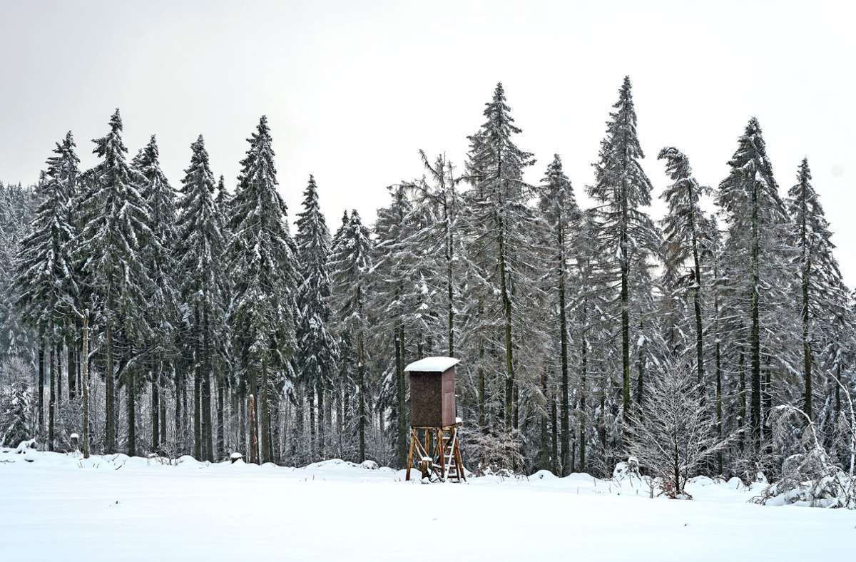 Um den Wald im Landkreisnorden steht es schlecht. Foto: dpa /Daniel Vogl
