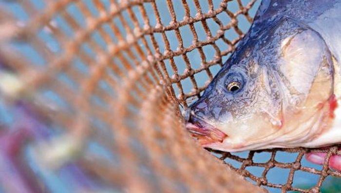 Aus der Region: Tierschützer zeigen Angler an