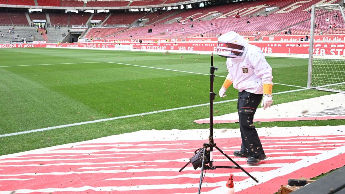 Bundesliga: Feuerwehr fängt vor VfB-Spiel Bienenschwarm im Stadion ein
