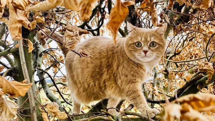 Die schönsten Katzenfotos unserer Leser