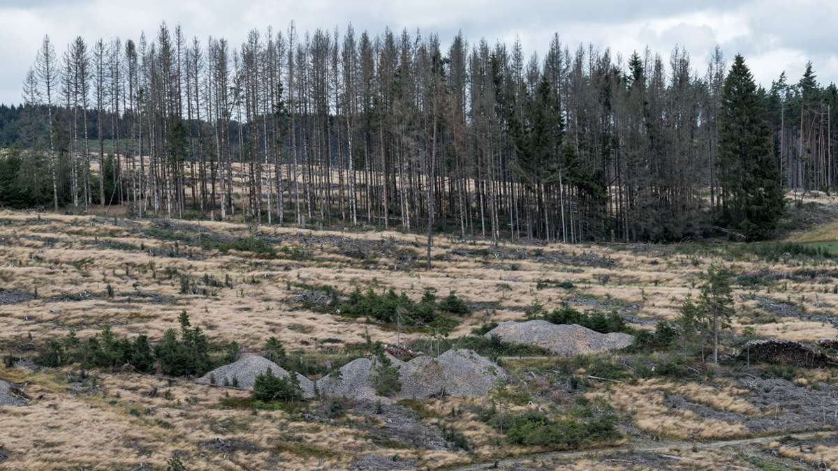 Bayern: Den Wäldern geht es immer schlechter