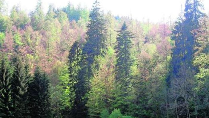 Trockenheit macht Wald zu schaffen