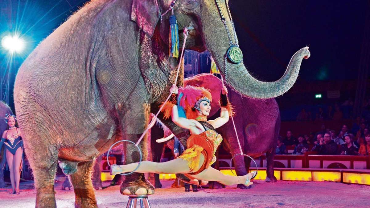 Coburg: Circus Krone kommt 2020 nach Coburg