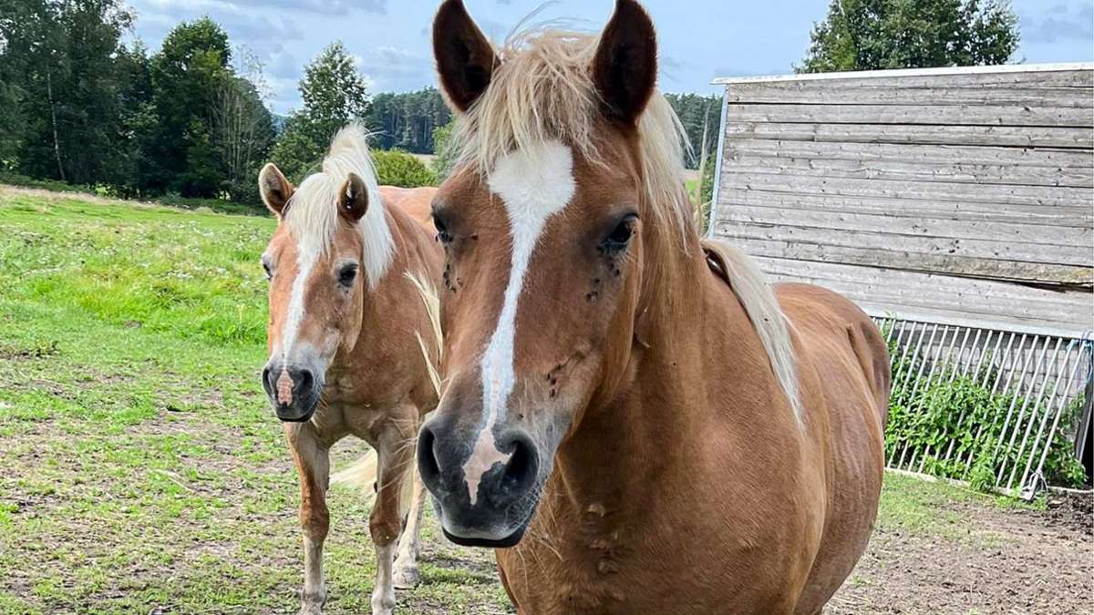 Zeugen dringend gesucht: Weitere Pferde bei Mitwitz verletzt