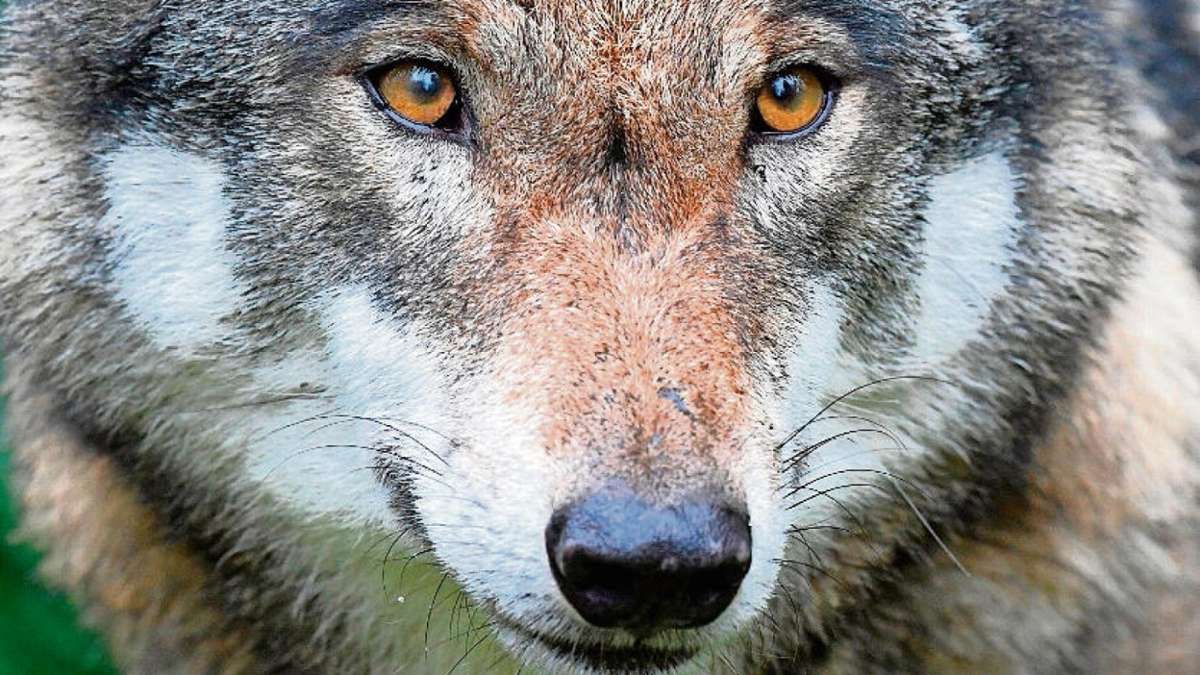 Erfurt/Ohrdruf: Neuer Wolf in Ohrdruf nachgewiesen
