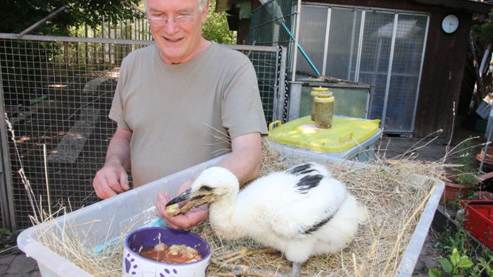 Coburger Tierarzt: Rettung für verstoßenes Storchenkind