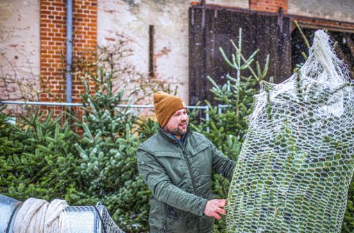 Biobauer Tristan Wolf möchte heuer bis zu 500 Weihnachtsbäume, wie diesen eingepackten, auf seinem Hof in Callenberg verkaufen. Foto: Frank Wunderatsch