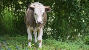 Entlaufenes Tier in Oberwiesenthal: Polizei sucht nach entlaufenem Bullen und warnt die Bevölkerung