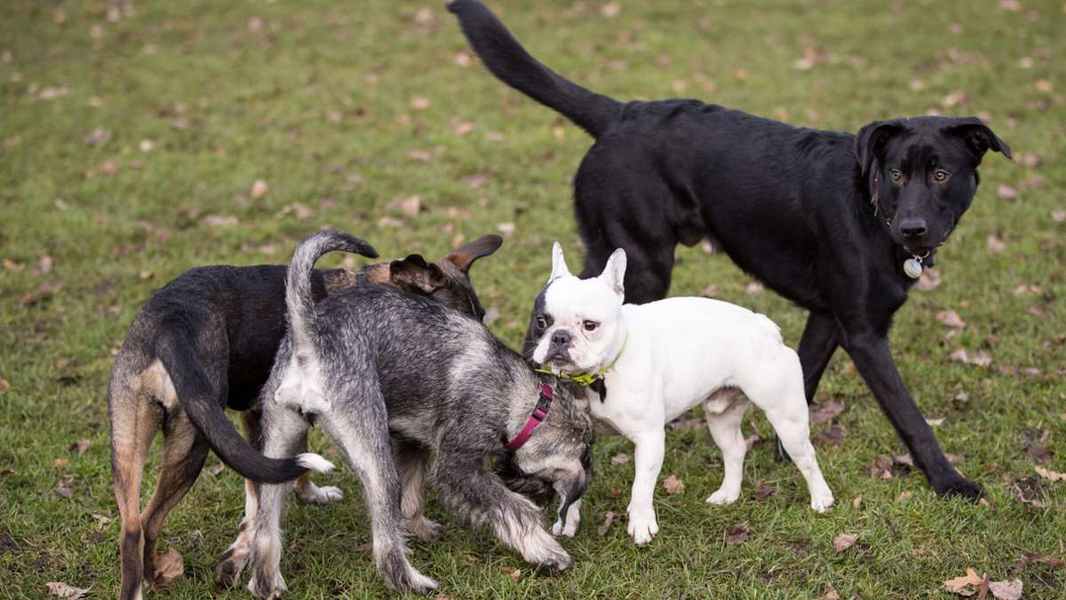 Polizei sucht Zeugen: Hunde weisen Vergiftungserscheinungen auf