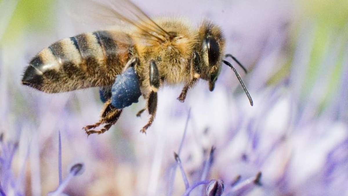Ottendorf: Einfluglöcher absichtlich verstopft: 20.000 Bienen tot