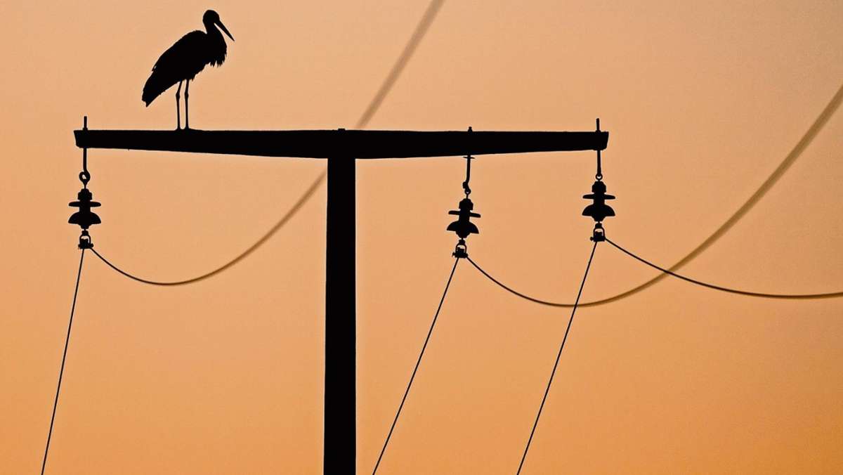 Coburg: Storch stirbt durch Stromschlag: Bayernwerk rüstet Stromleitung nach