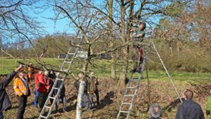Baumpflegekurs in Ebelsbach: Schnipp-schnapp, welcher Ast muss ab?