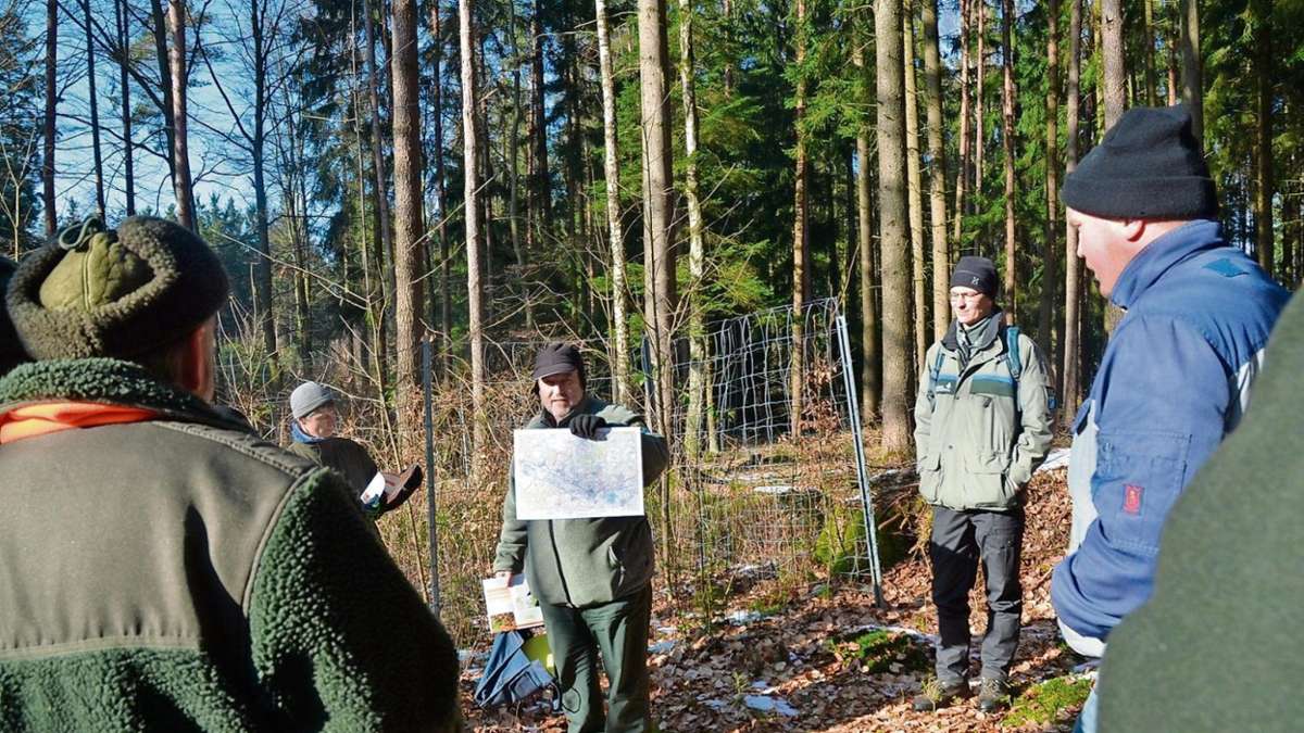 Kronach: Zu viel Wild stört den Wald