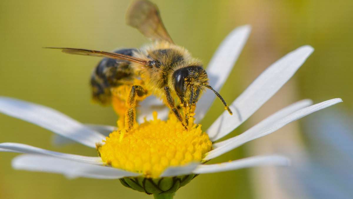 Tiere: Wechselhaftes Wetter macht Bienen nichts aus